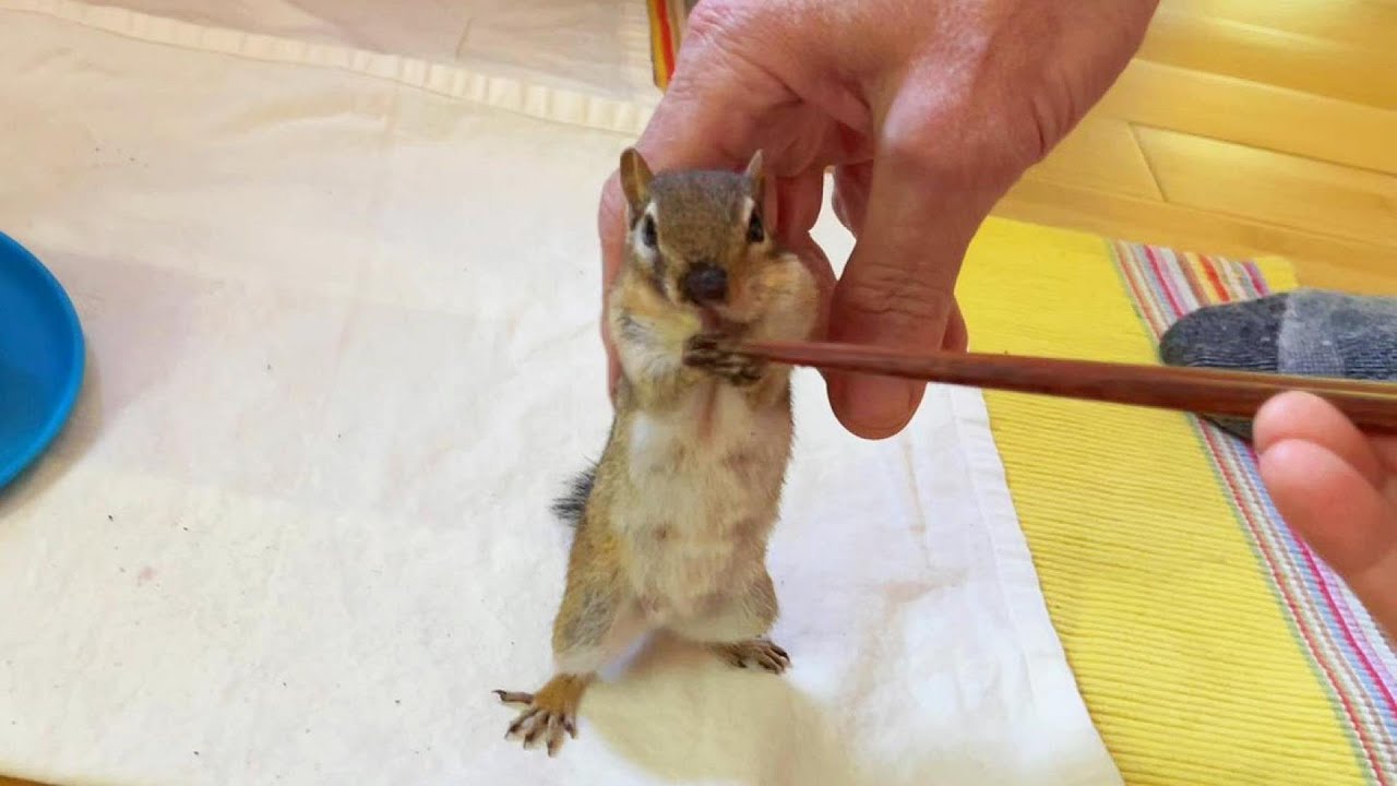 코에 흙을 잔뜩 묻히고 온 다람쥐 쳐키 Chipmunk Chucky's Got A Muddy Nose