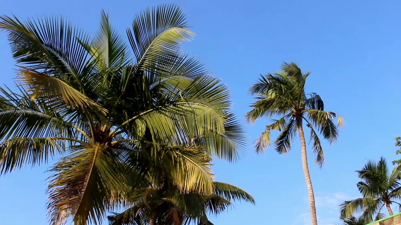 Alleluiyah Kartharaiye Yegamai Thuthiyungal Song