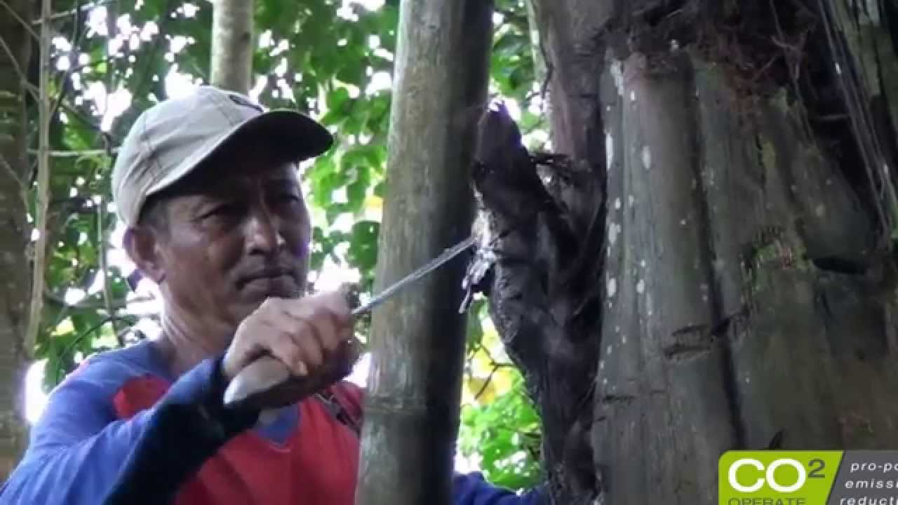 Making organic Arenga palmsugar in biodiversity rich agroforests