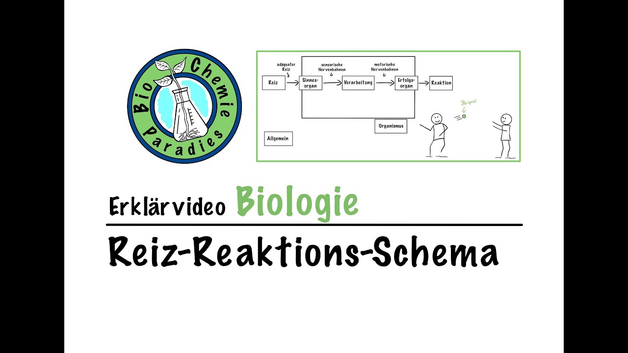 Erklärvideo Biologie – Reiz-Reaktions-Schema