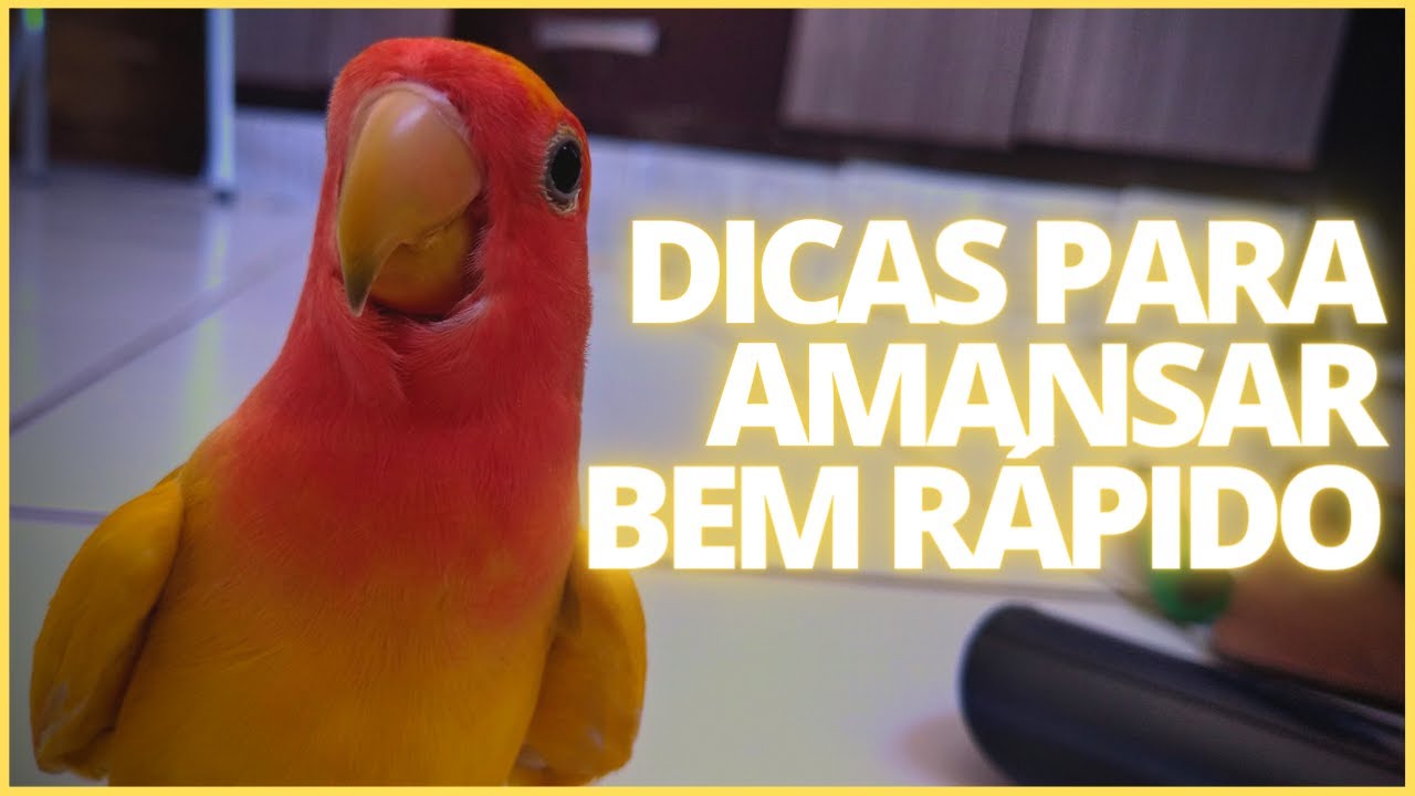 COMO AMANSEI MEU AGAPORNIS I PRINCIPAIS DICAS PARA AMANSAR MAIS R&Aacute;PIDO