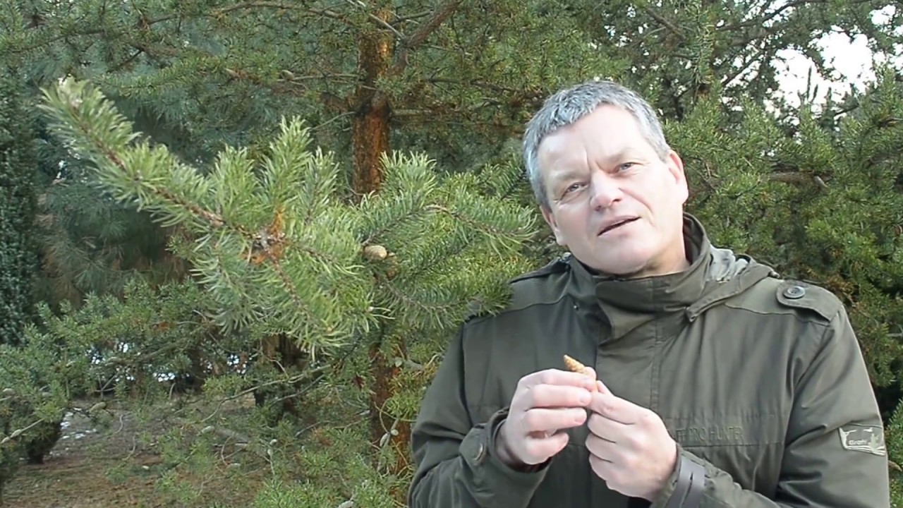 Sosny – drzewa niezwykłe. Odcinek 13.