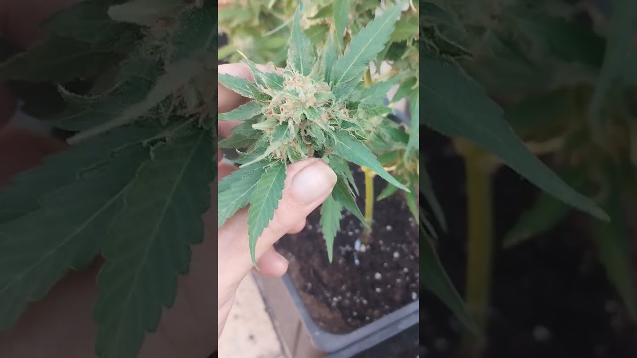 Cosechando esquejes de critical bilbo!!!!