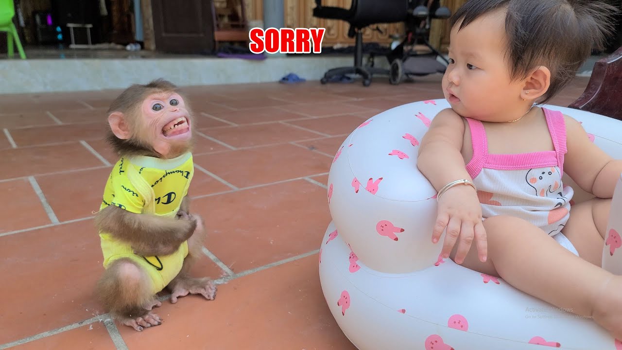Monkey David apologizes to baby for always threatening