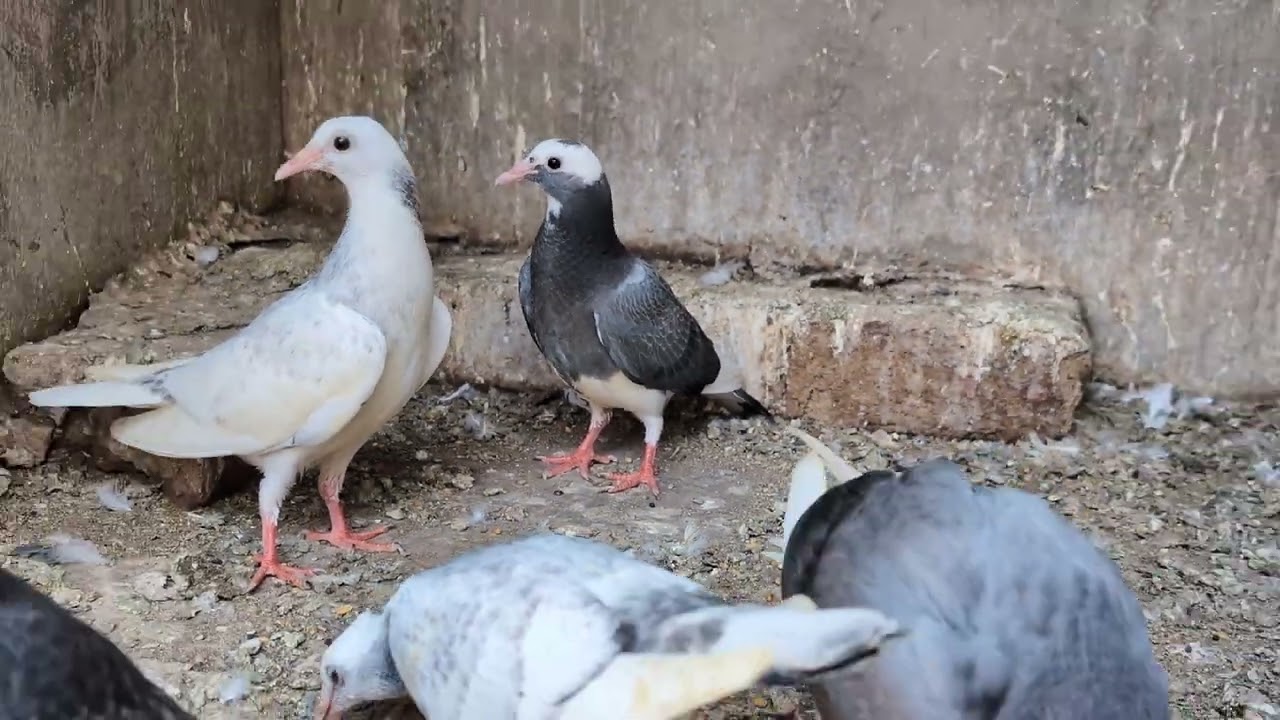 Home breed Baby 🐥🐥🐥🐥 Just for show♥️