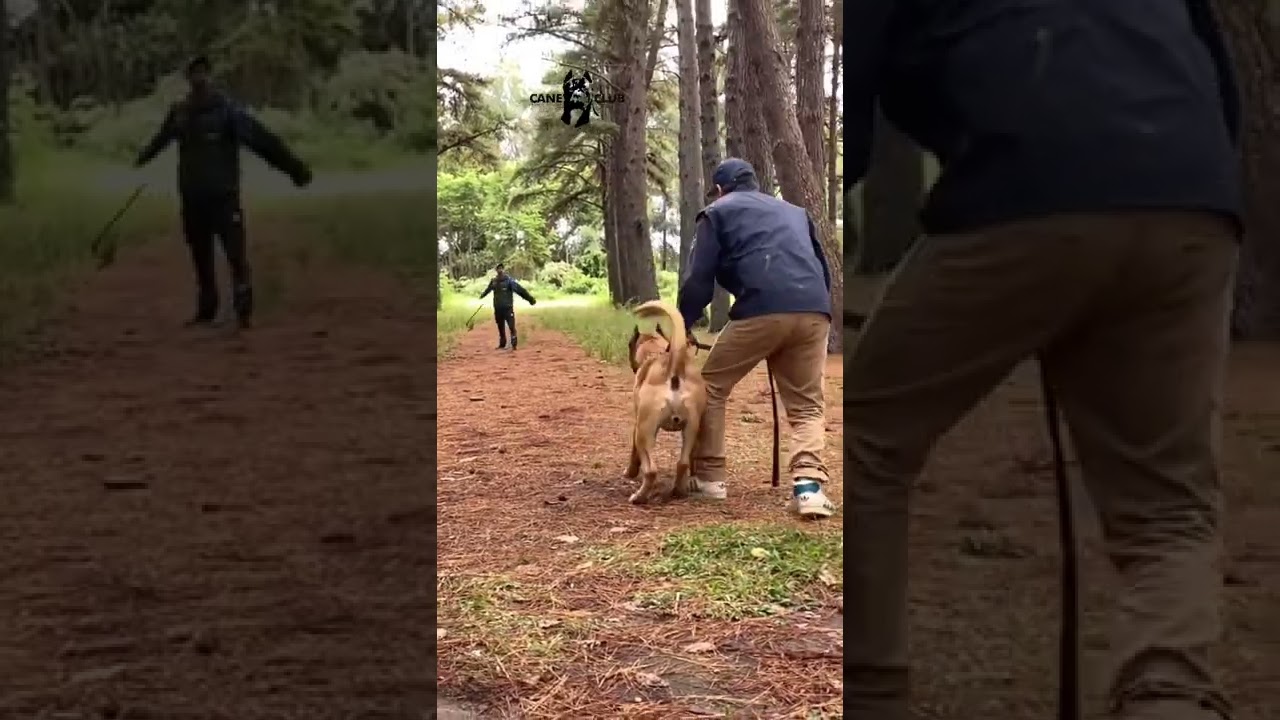 PRESA CAN&Aacute;RIO ATACANDO LADR&Atilde;OZINHO