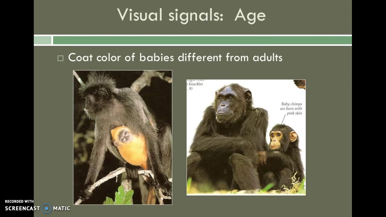 Lesson 9 - Primate Behavior & Social Organization