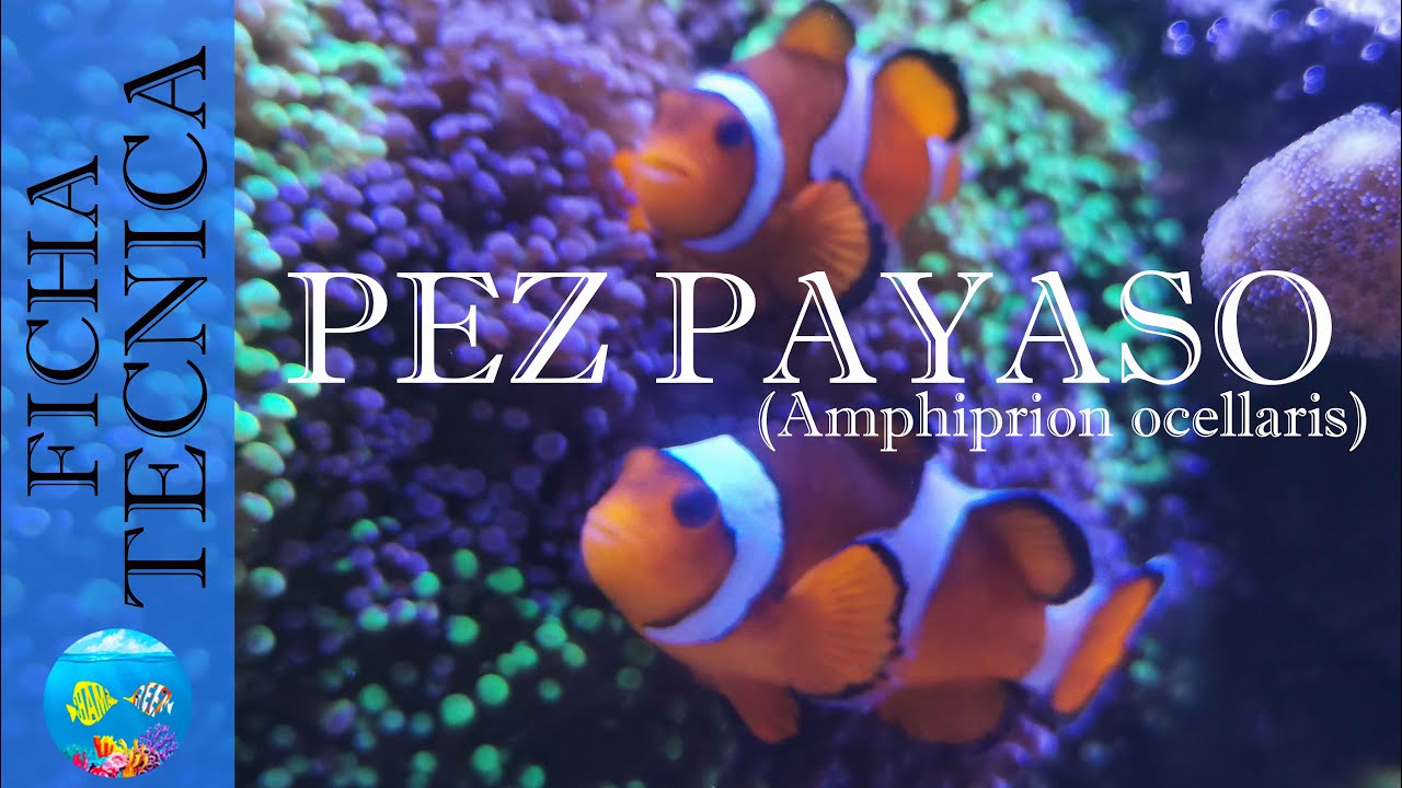 Ficha T&eacute;cnica | Amphiprion ocellaris (Pez Payaso o Nemo)