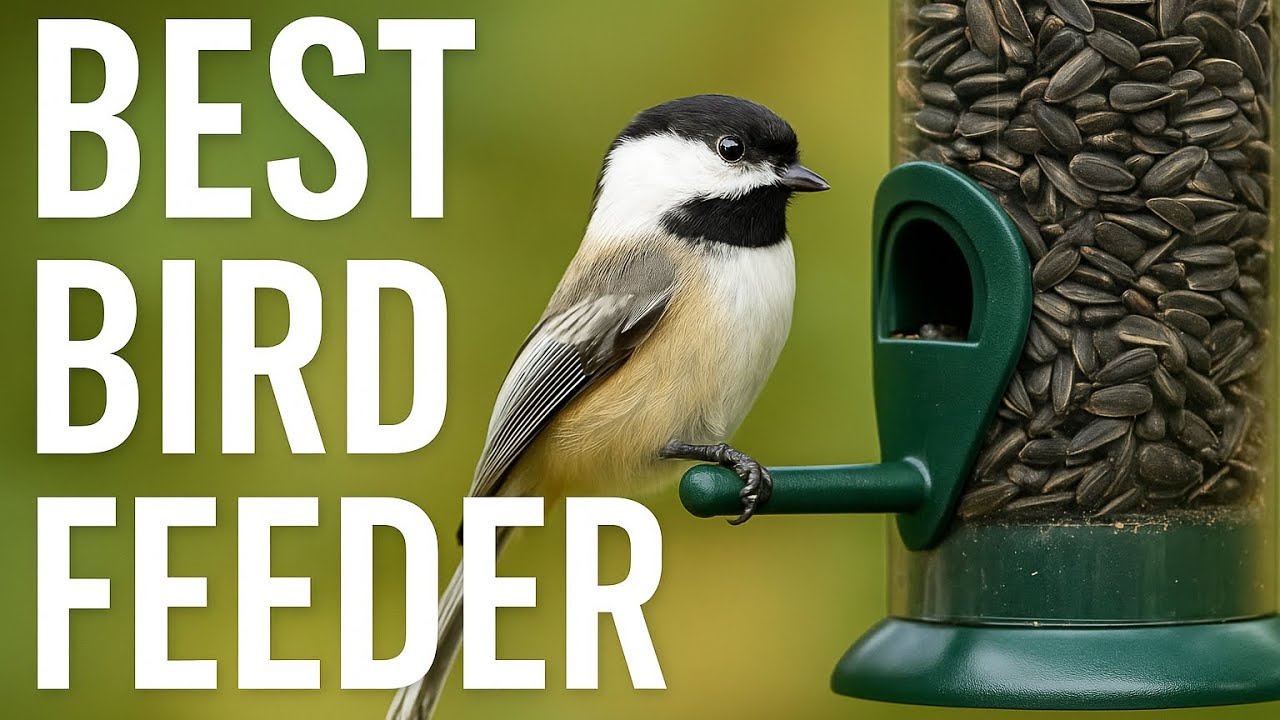 Best Bird Feeder for Beginners: Start Feeding Birds the Right Way