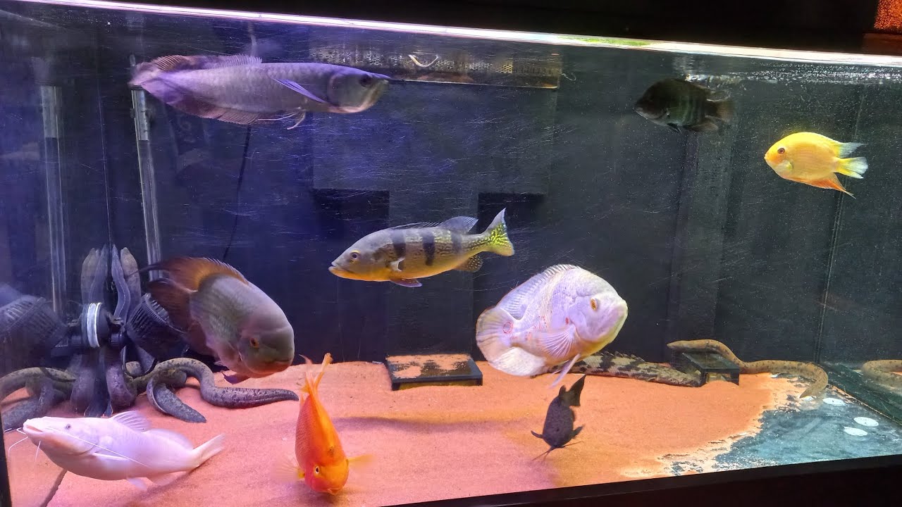 peixes novos no aquário, Aruanã,jundia albino e moreia de fogo