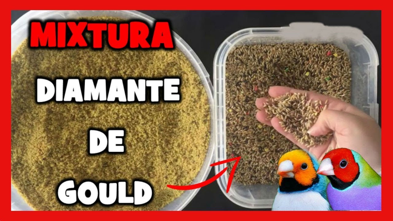 Алмаз 🐤 Подача алмазов Gould 🐥 Gouldian Finches
