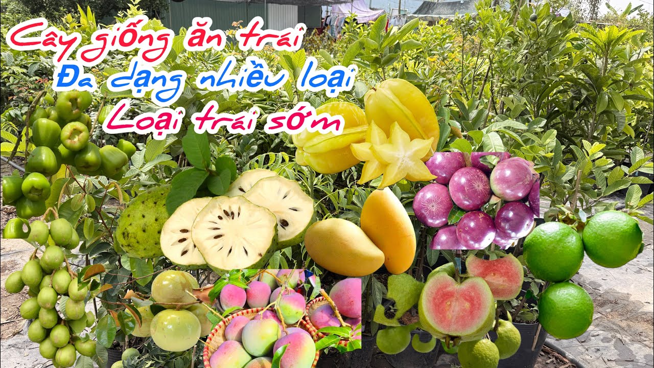 Cây giống ăn trái nhiều loại cho trái ngắn ngày chào bán..10/03😘📲 0939.146.237.Chị-Phụng 