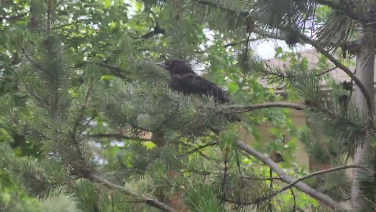 Why is This Flock of Crows Yelling at This Calm One?  | The Stoic Crow |  Bird Watching