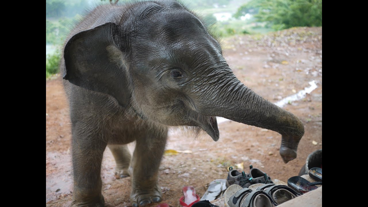 Baby Elephant Attack