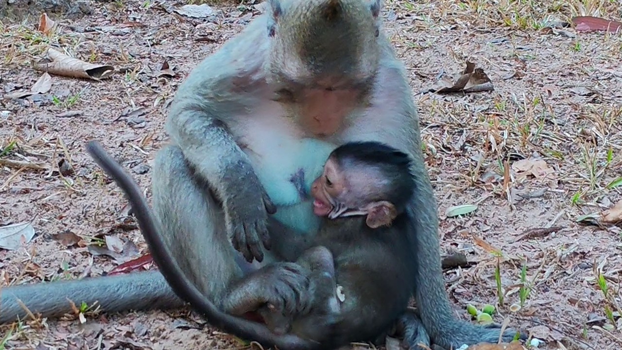 That`s not time.. JIVA soft protested milk while mom JAZZY ready suspended her from nipp.