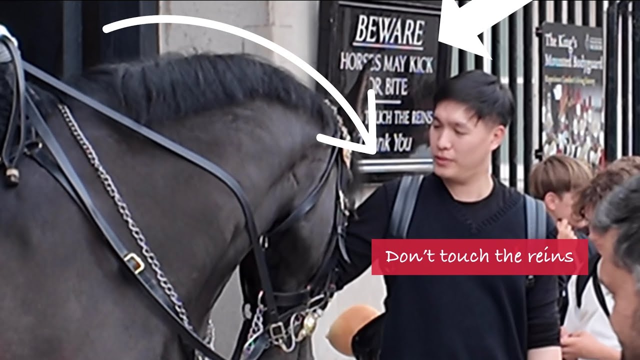DISRESPECTFUL Tourists REFUSE TO RELEASE ignoring the signs and provoking the king’s guard horse!!