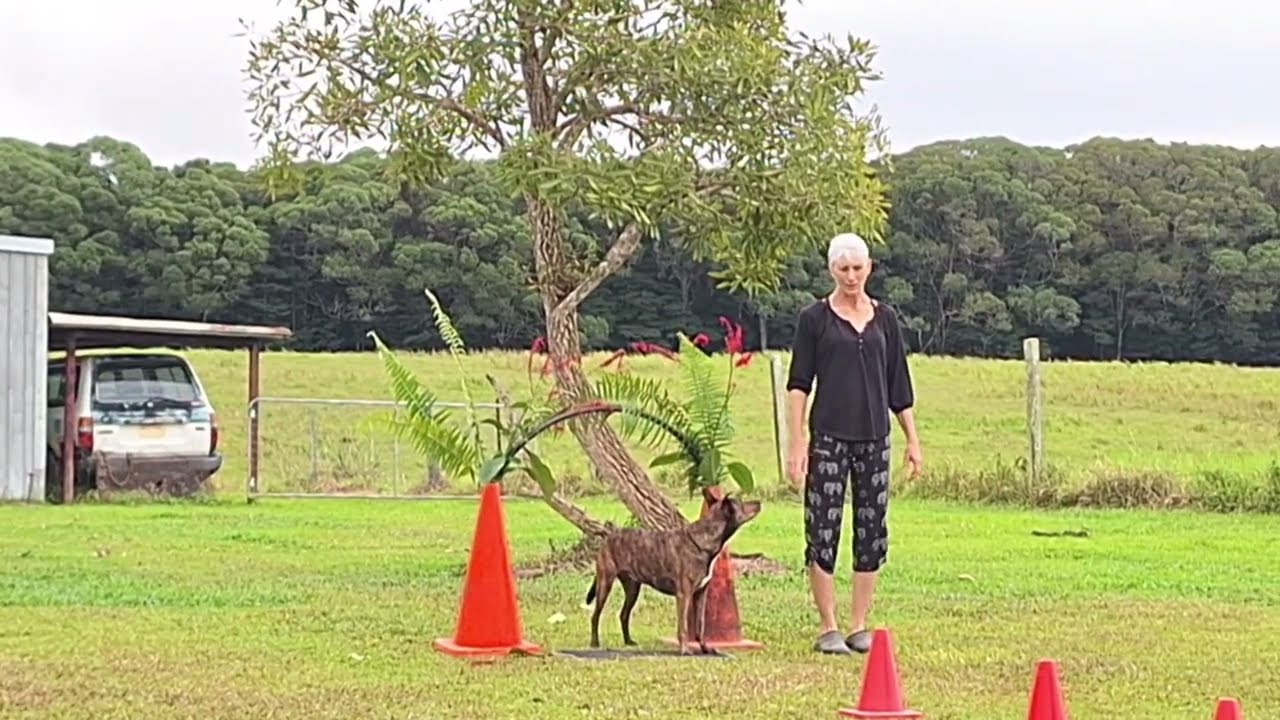 Any Other Animal Agility May/June 2024 Ineke Keough 