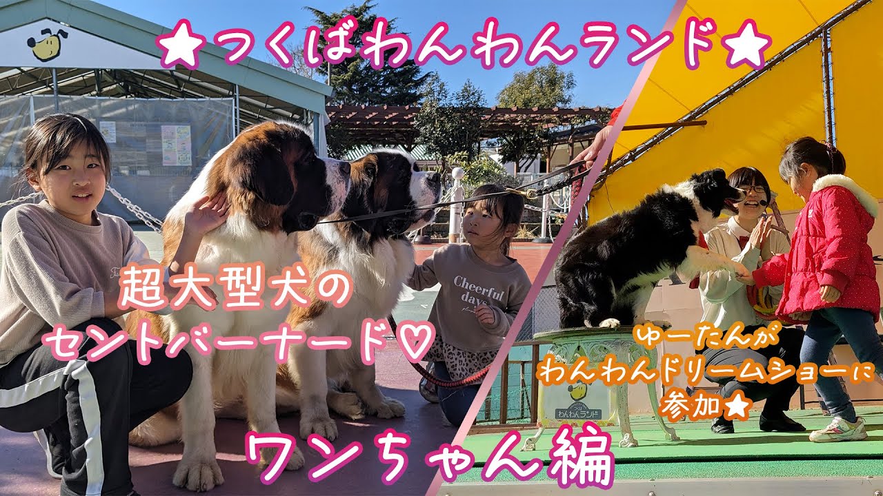 【4歳8ヶ月】つくばわんわんランド★ワンちゃん編