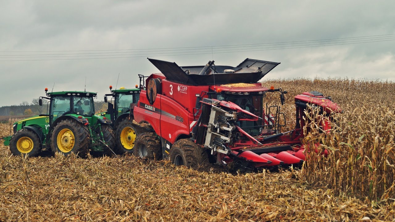Wtopa za wtopą ale kukurydza sypie się dalej! W polu maszyny Case IH i John Deere