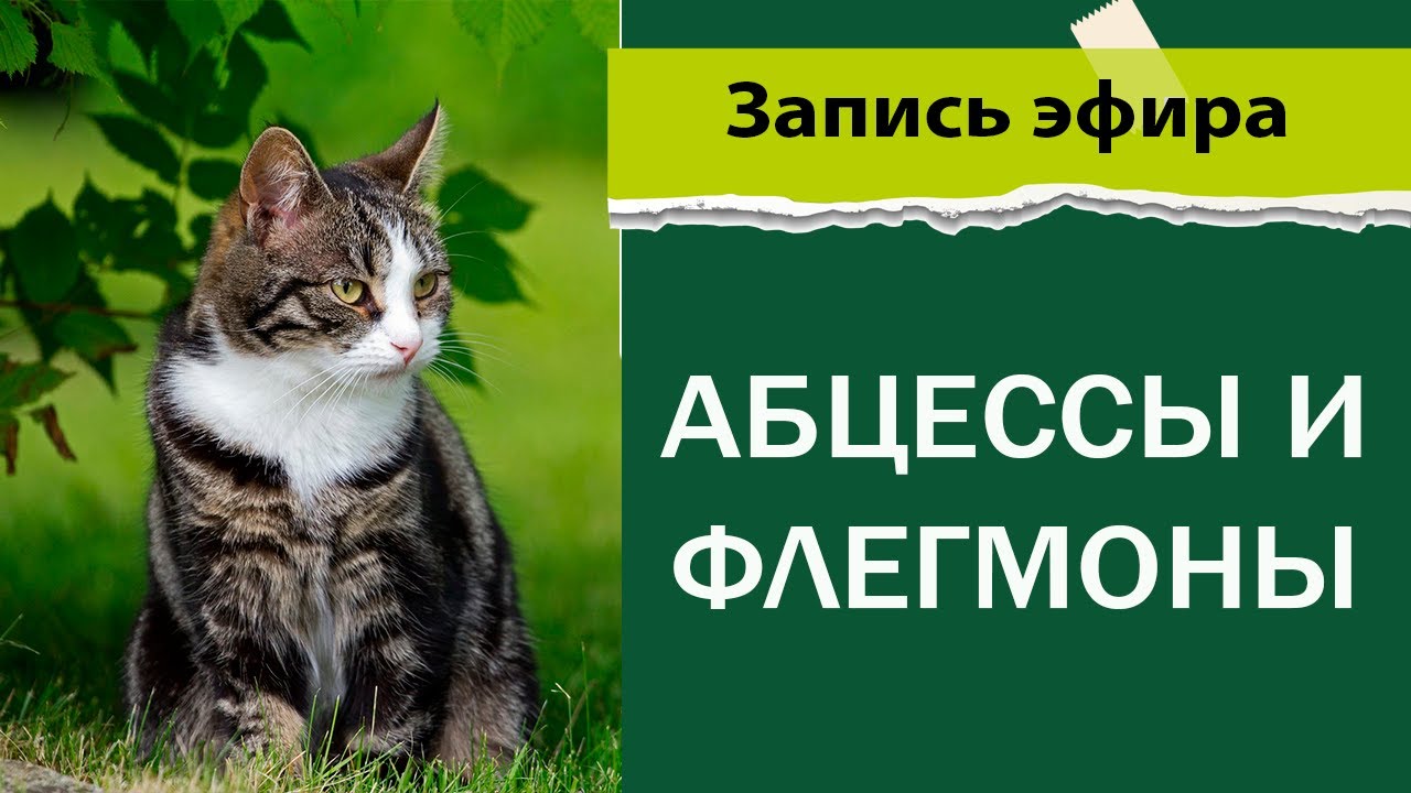 Абцессы и флегмоны у животных