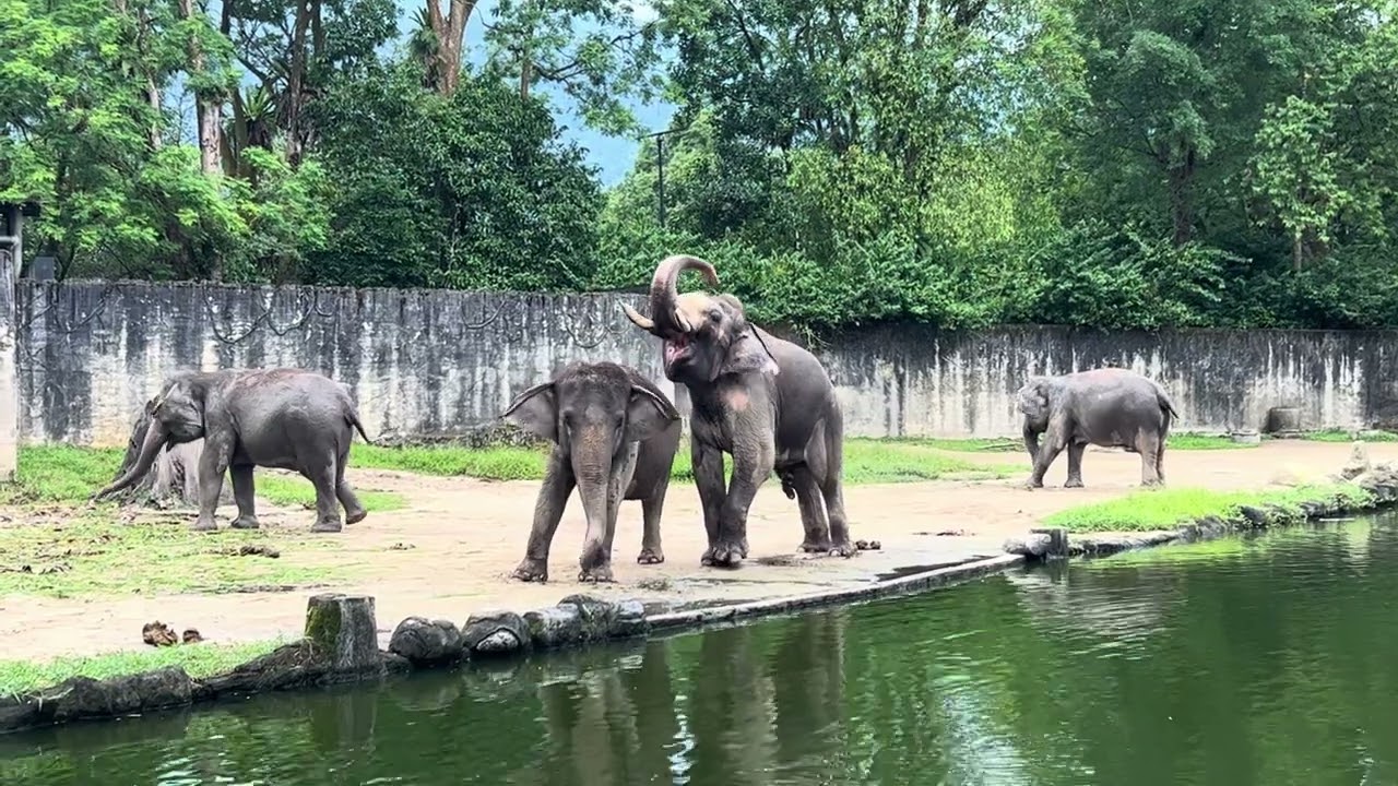 Gajah Mandikan Anaknya ‼️ Zoo Negara Malaysia