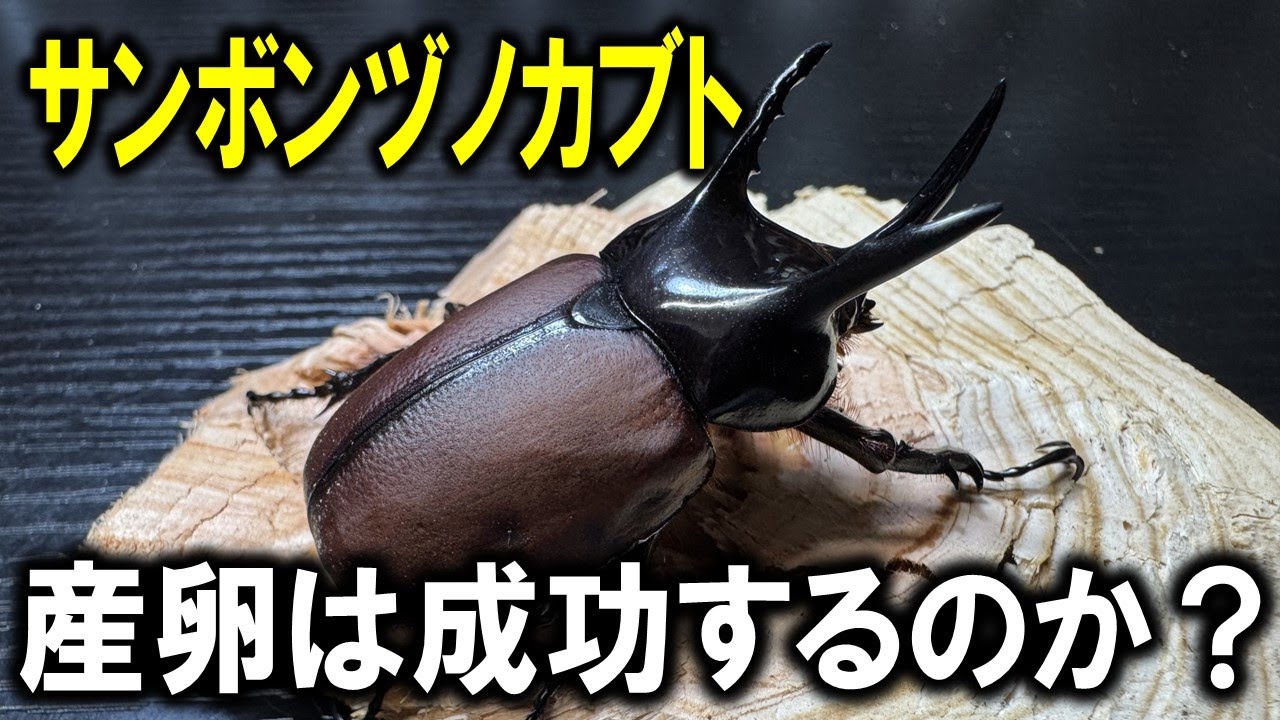 特殊なマットが必要？サンボンヅノカブトの産卵セット組んでみた！