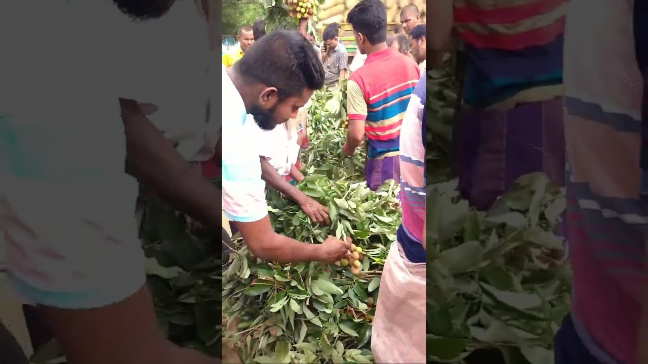 দেখুন লিচুর আরত হঠাৎ কি হয়ে গেল