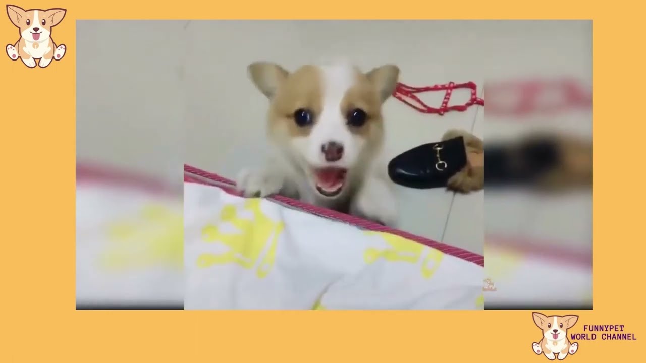 Funny pets in action! Cute and funny pet videos compilation! | FunnyPet World Channel