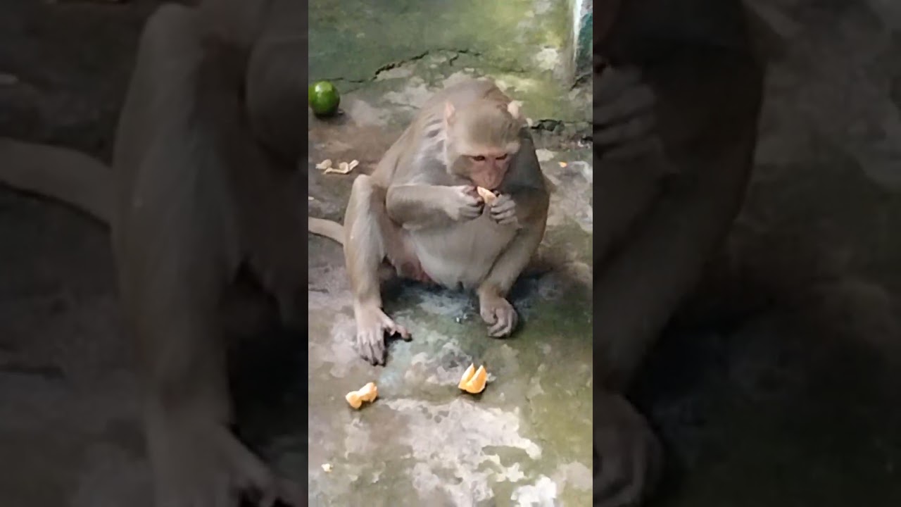 Monkeys orenges karies eating Jaisriram🙏🐒