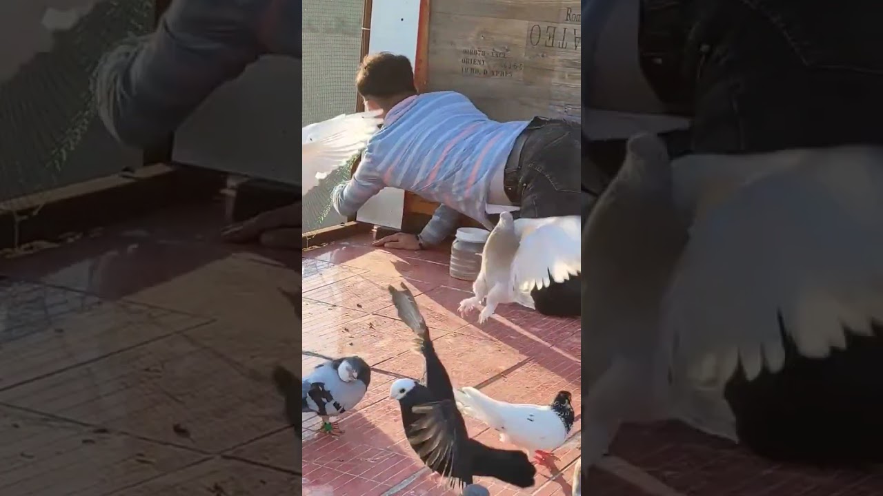 KA&Ccedil;AK G&Uuml;VERCİN NASIL YAKALANIR #g&uuml;vercin #pigeon #g&uuml;vercinsevdası #kabootar #guvercin  #g&uuml;vercinler