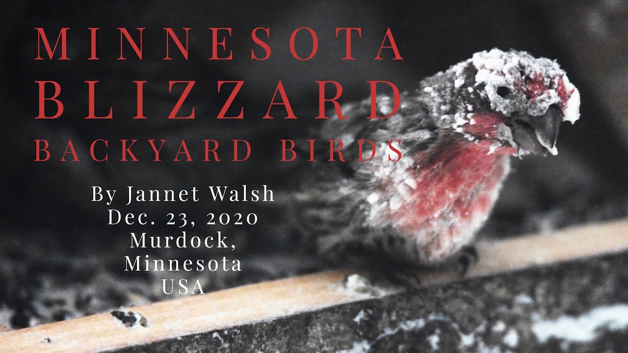 Minnesota Blizzard - Backyard Birds, December 23, 2020