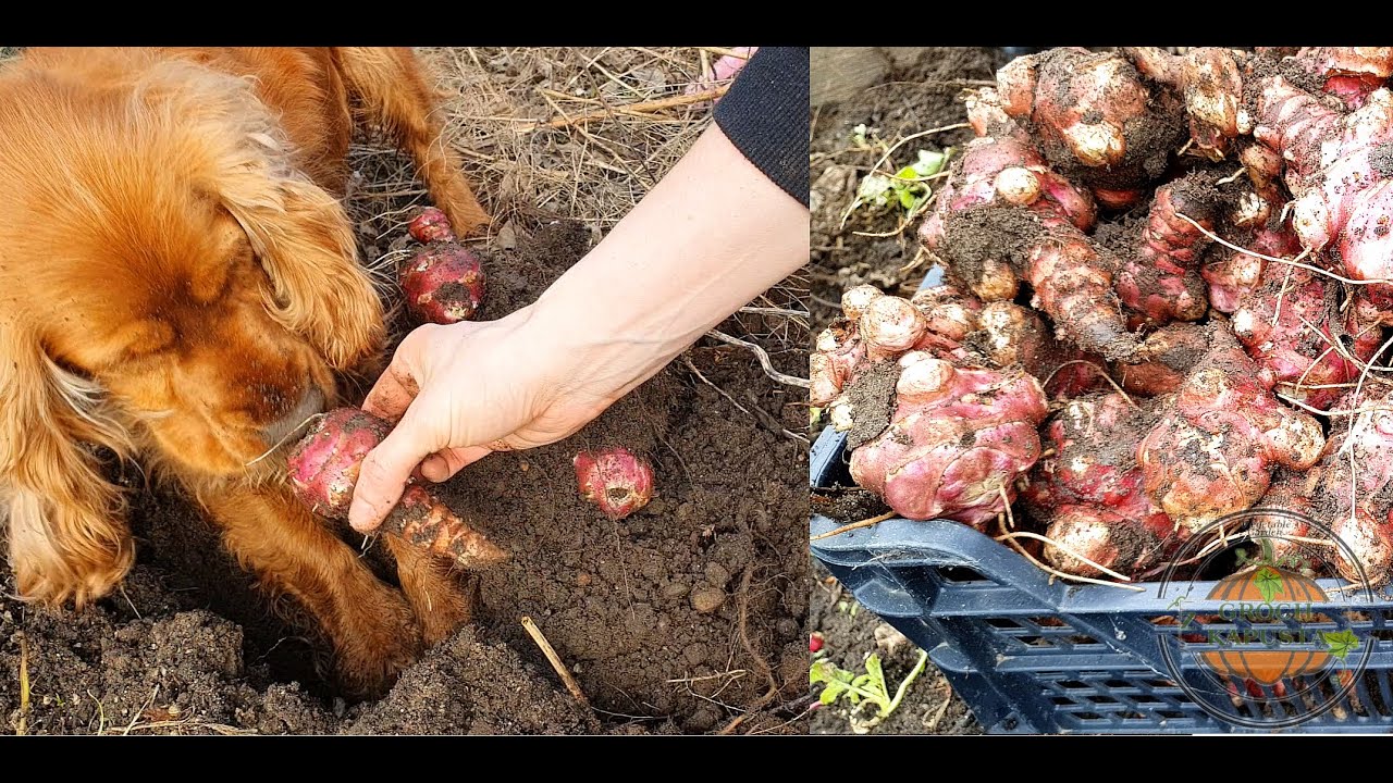[ENG] How to grow Jerusalem artichoke. When to plant, harvest, care and fertilize. vegetable garden