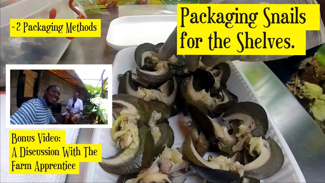 Packaging Snails for sales