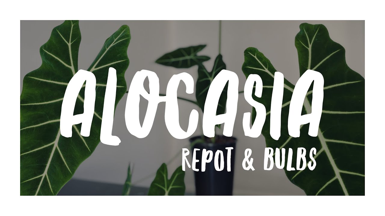 Alocasia Micholitziana 'Frydek' - New Bulbs & Repotting