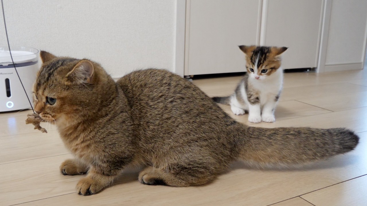 Kitten Nico donked cat Charo who intercepted his toys!