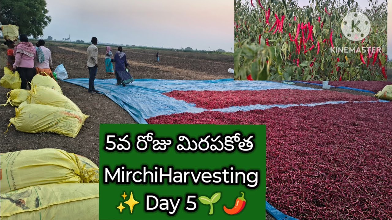 5వ రోజు మిరపకాయల కోత కాటాలు! | MirchiHarvesting RythuVyavasayam.