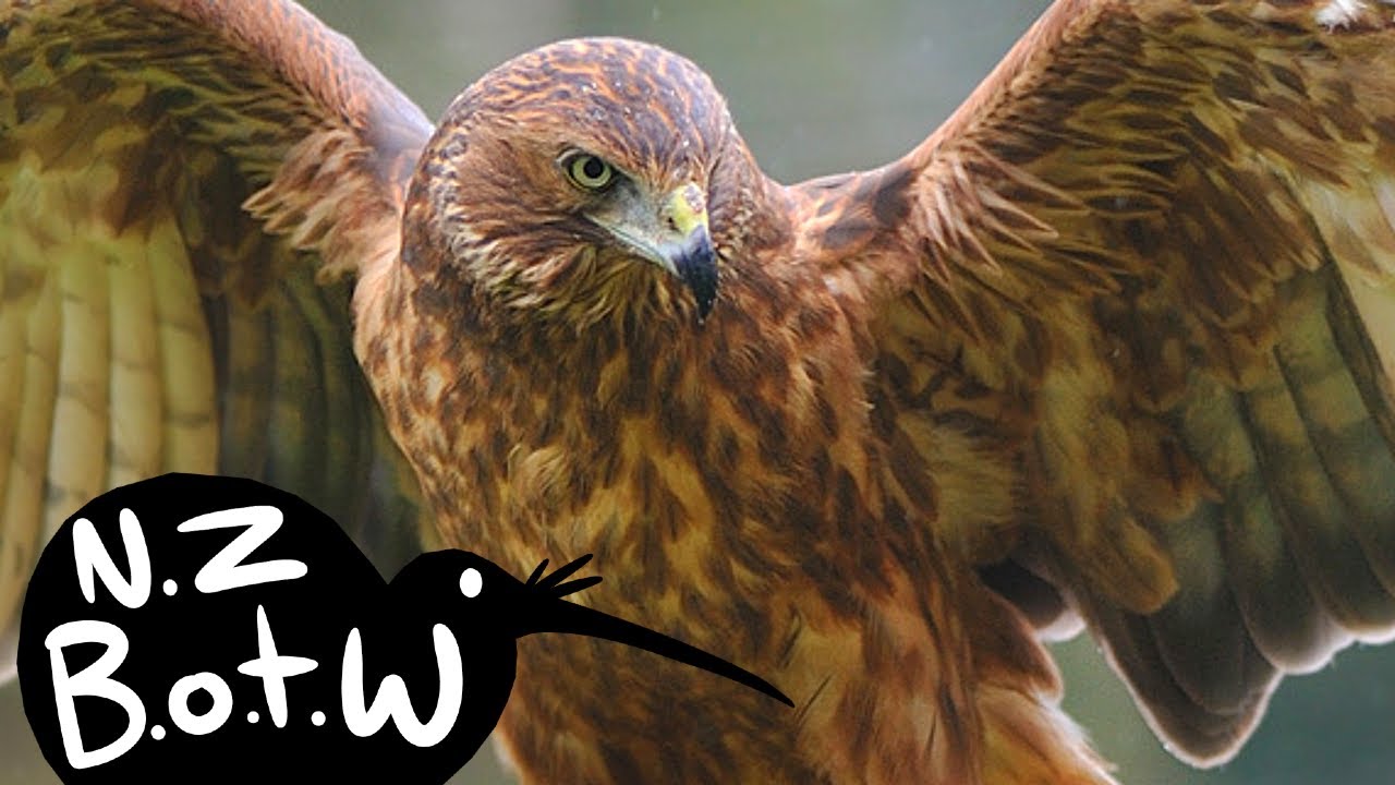 Swamp harrier - New Zealand Bird of the Week