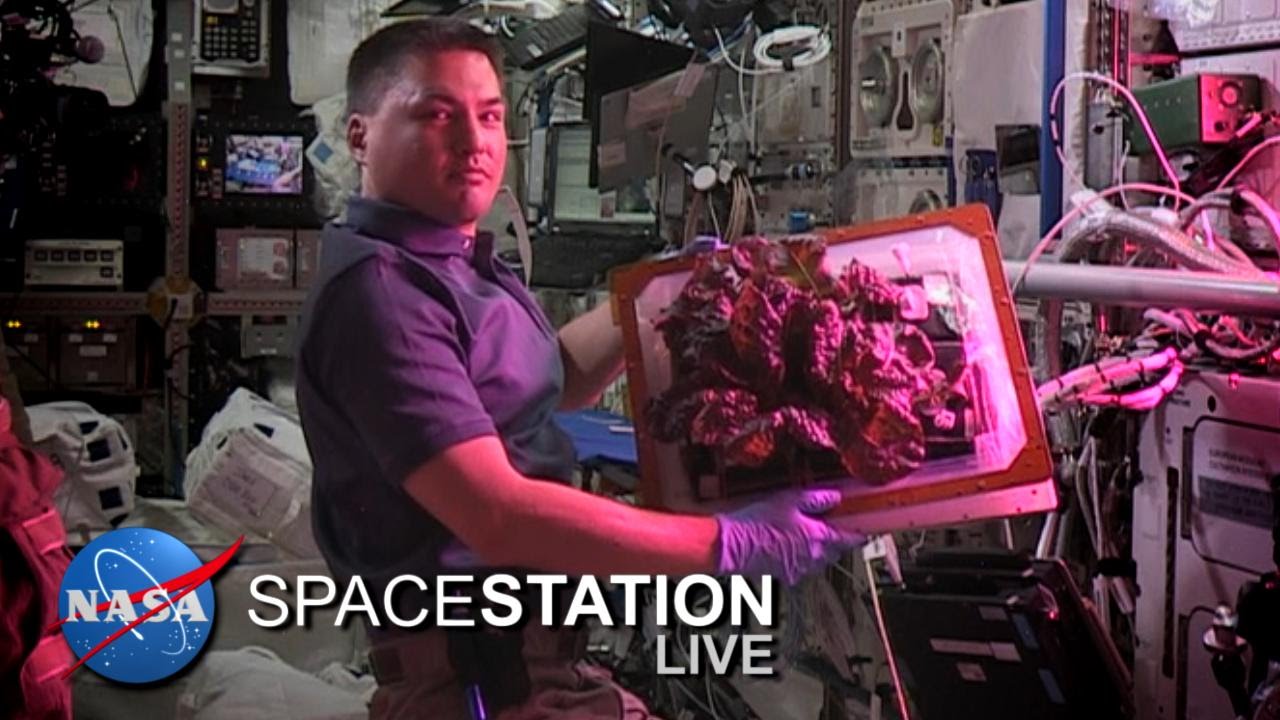 Space Station Live: A First for Space Lettuce
