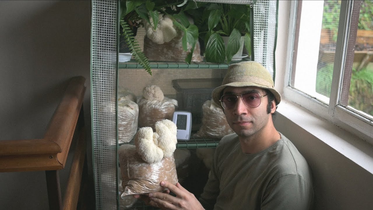 Cultivarea ciupercilor - coama leului - Hericium erinaceus - Shroomareala ep 14