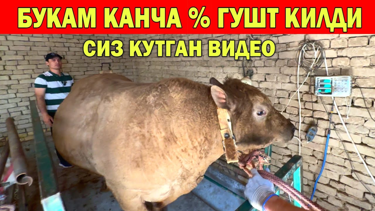 БУКАМ КАНЧА % ГУ́ШТ КИЛДИ СИЗ КУТГАН КУН КЕЛДИ !!! ХОРАЗМ БОЗОР