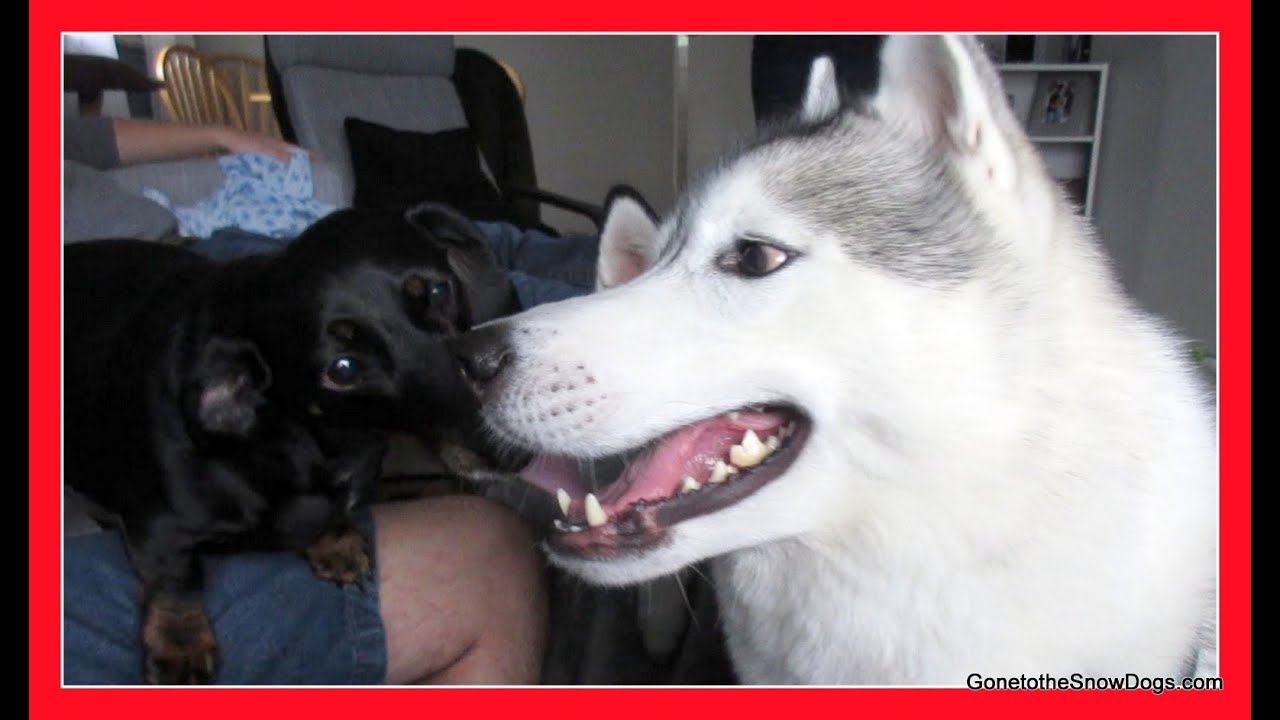 MEMPHIS MEETS OSCAR | YOUTUBE FRIENDS