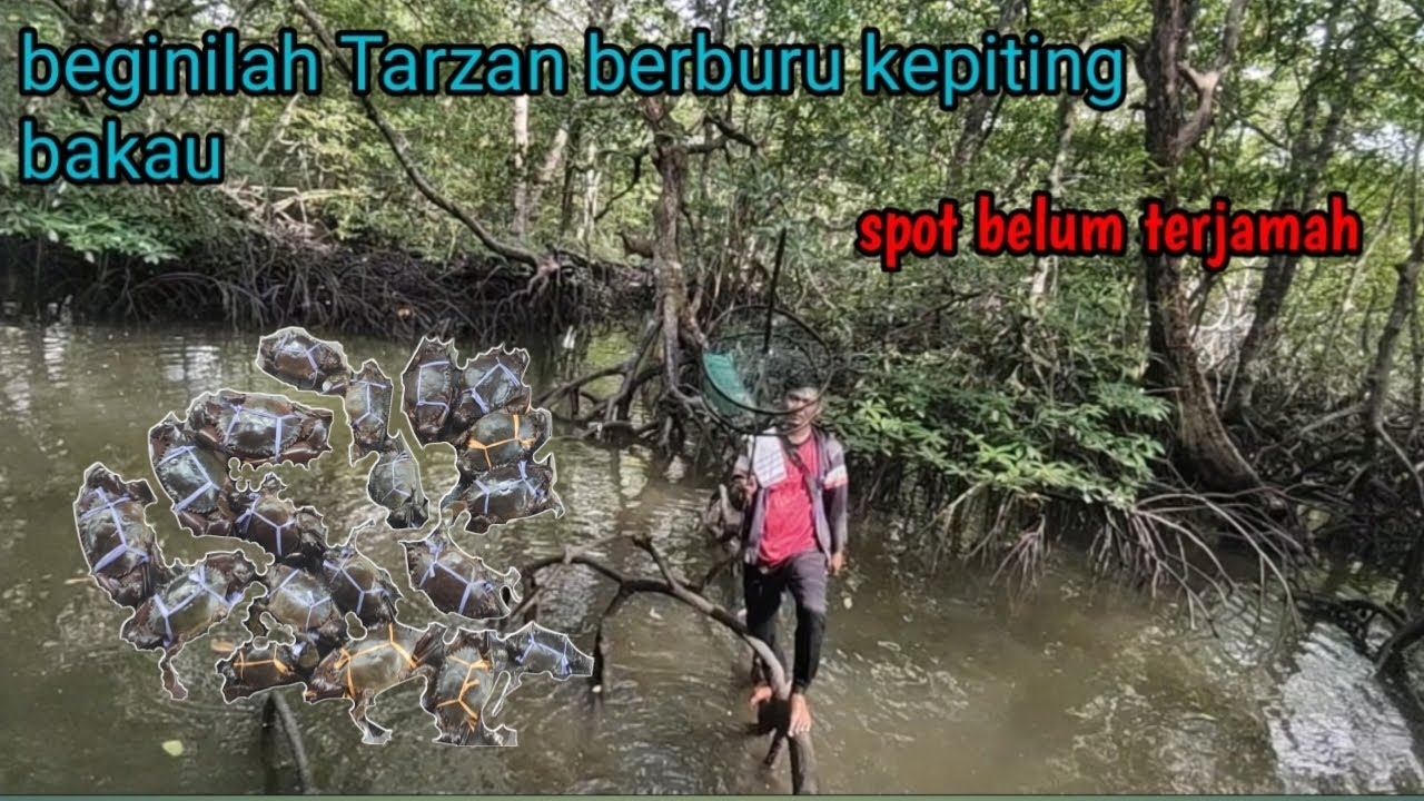 Spot ini sangat bagus pasang bubuk kepiting || pasang bubu di sarang kepiting bakau