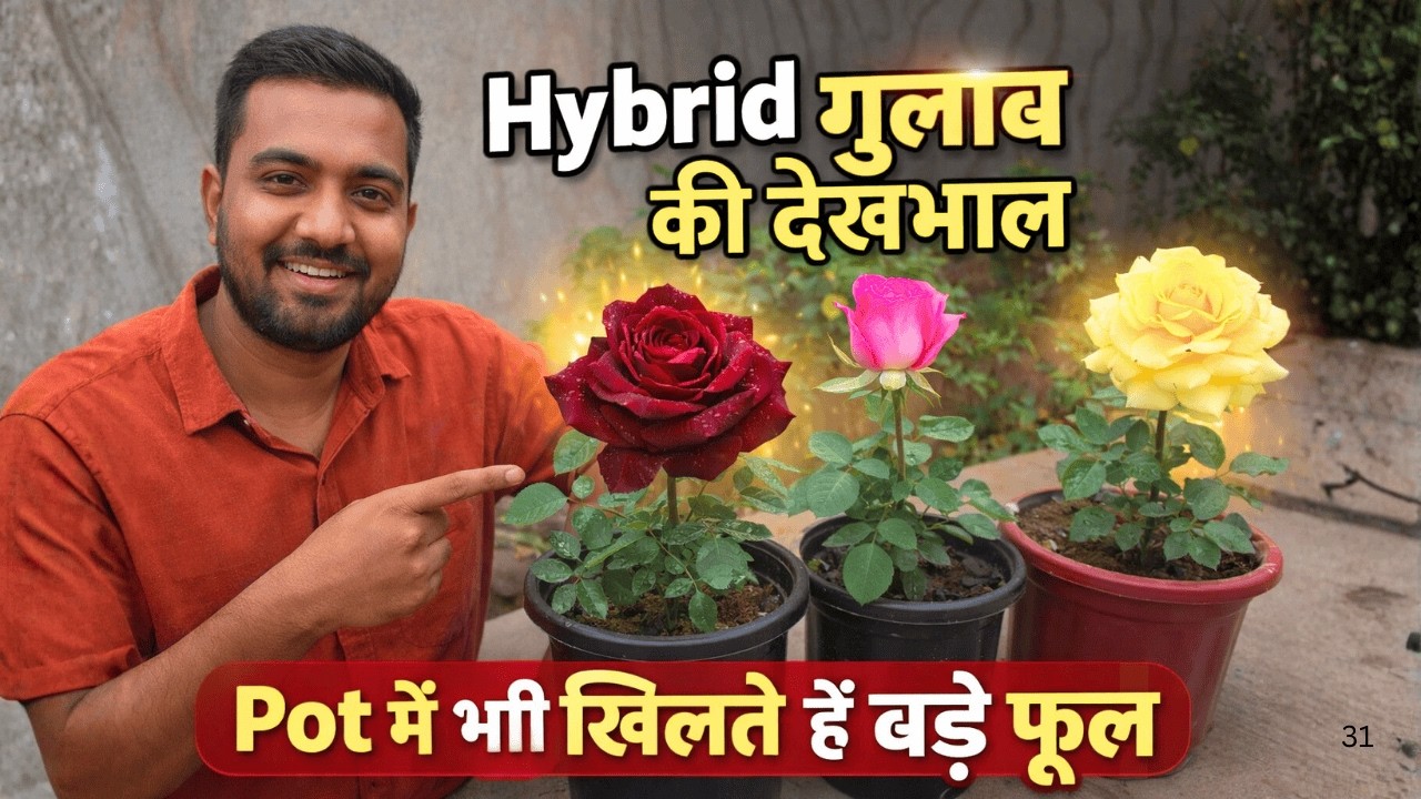 Hybrid Gulab Pot Me Bhi Khilte Hain 😍 | Rose Plant Care Complete Guide #gardening #vlog #roseplant