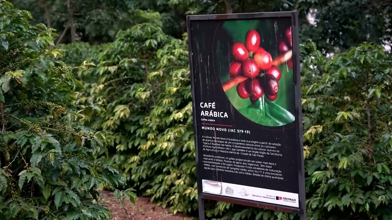 Brazil studies new coffee trees that could resist climate change