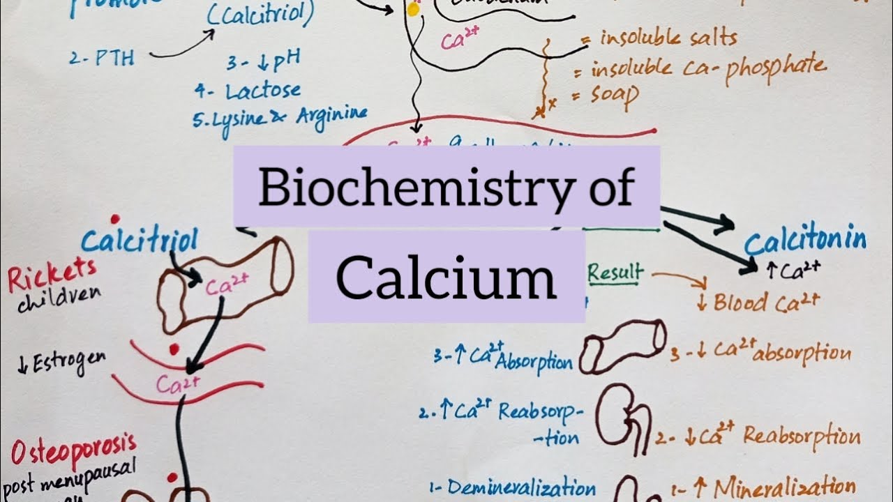 Calcium - Sources Functions Absorption Regulation & Diseases | Biochemistry of Minerals