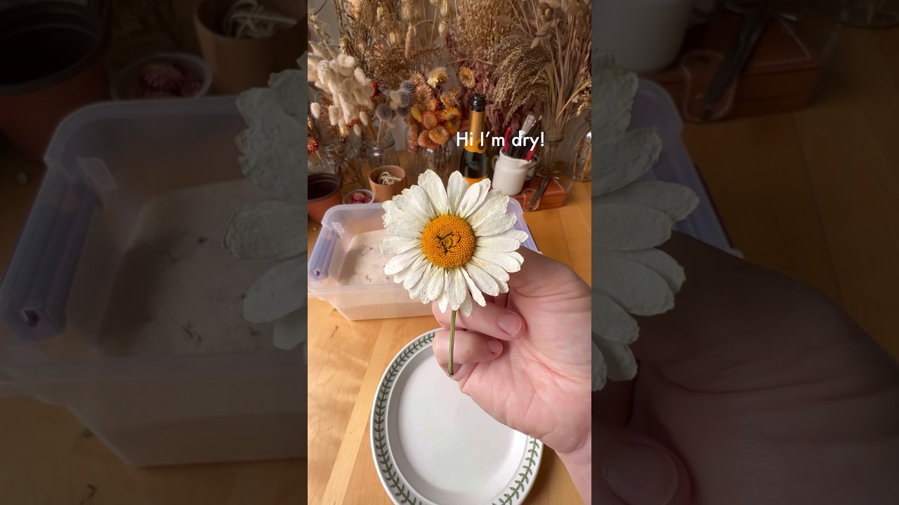 Silica gel is a great way to dry flowers while maintaining their color and shape #flowers #diycrafts