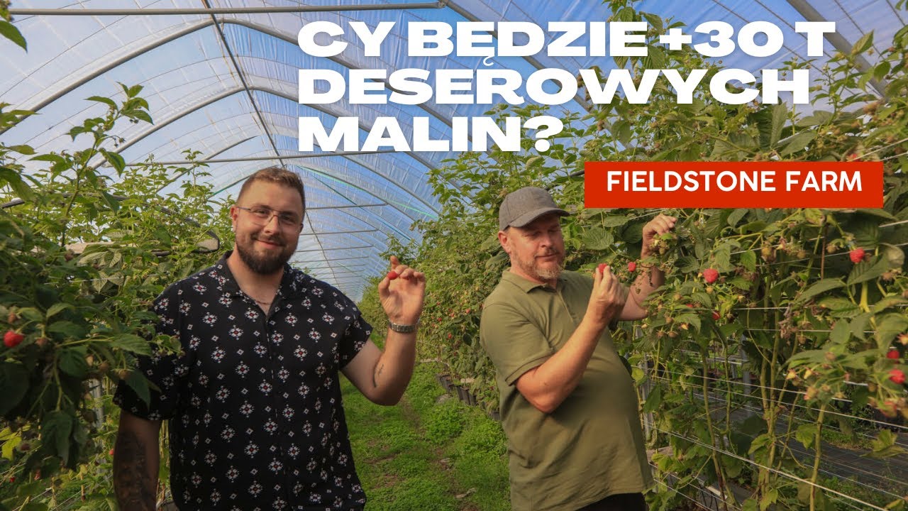 Czy będzie 30 ton deserowych malin z hektara?