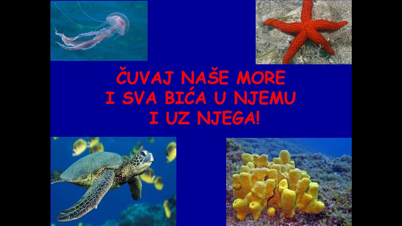 Živa bića uz more i u moru