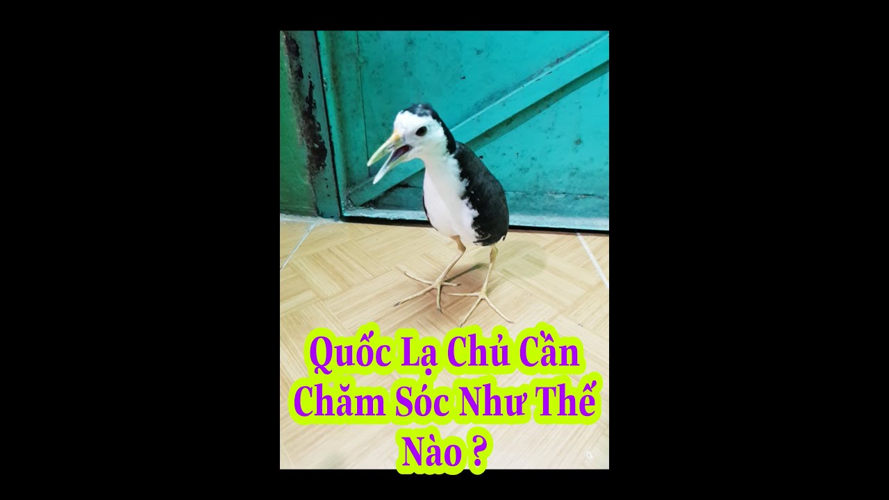 Chim Quốc Lạ Chủ Cần Chăm Sóc Như Thế Nào ?#Kimmaosuvuong #quocmoi
