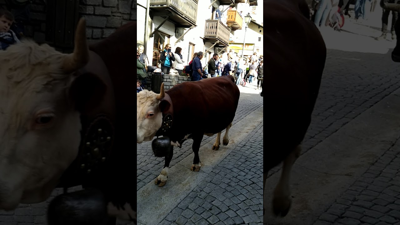 Cogne Deveteya 2019